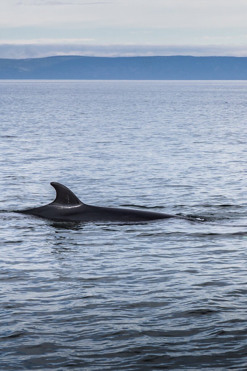 Baleine dans le Saint-Laurent au Québec