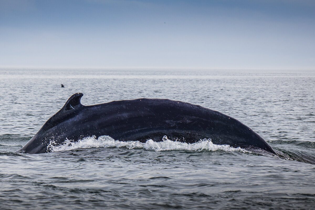 Dos d'une baleine à Tadoussac