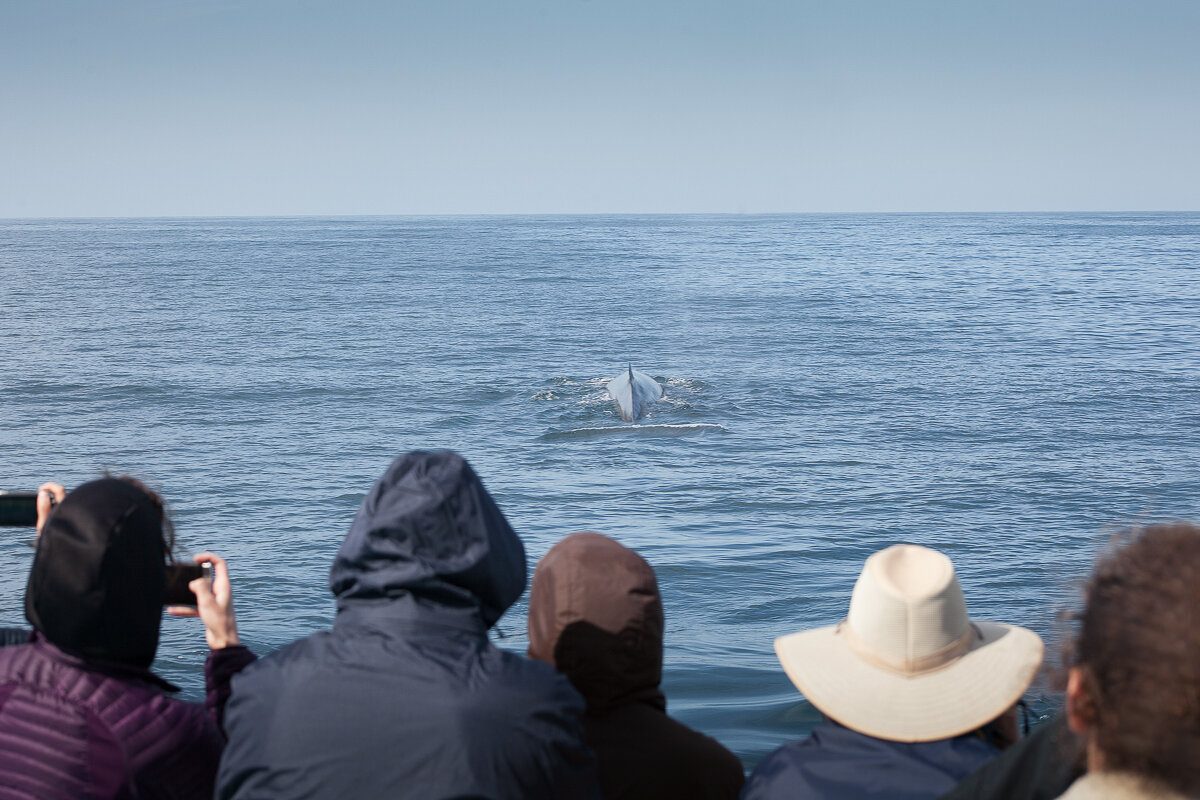 Observation des baleines au Québec à Tadoussac
