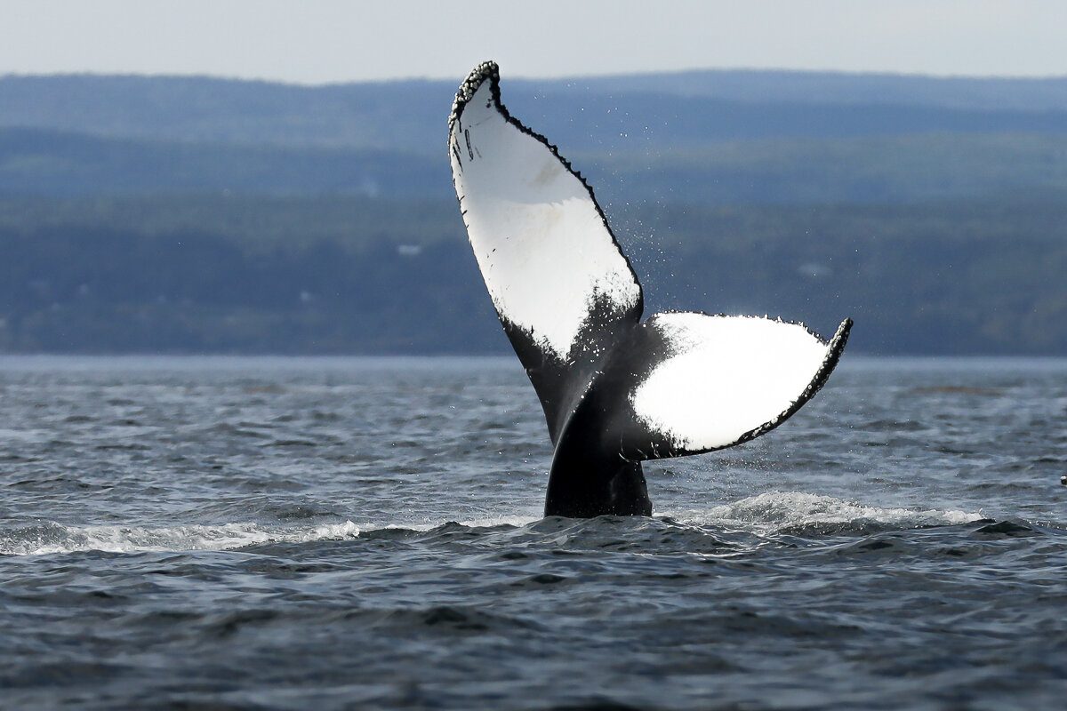 Queue de baleine dans le Saint-Laurent au Québec