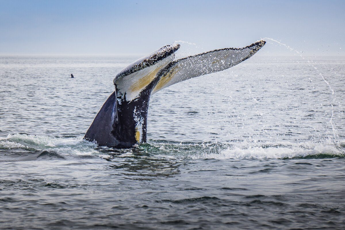 Queue d'une baleine à Tadoussac