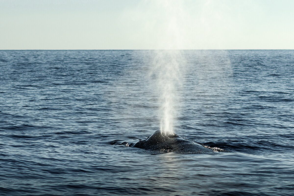 Souffle d'une baleine sous l'eau