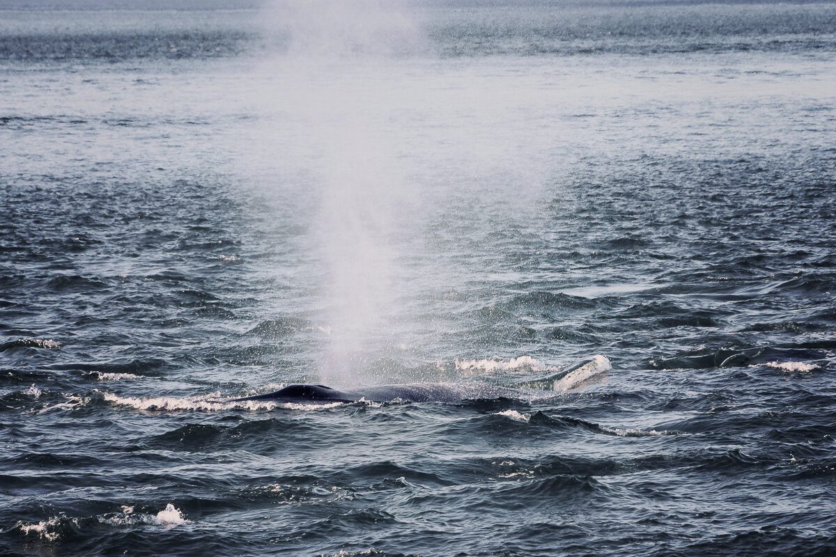 Souffle d'une baleine sous l'eau à Tadoussac