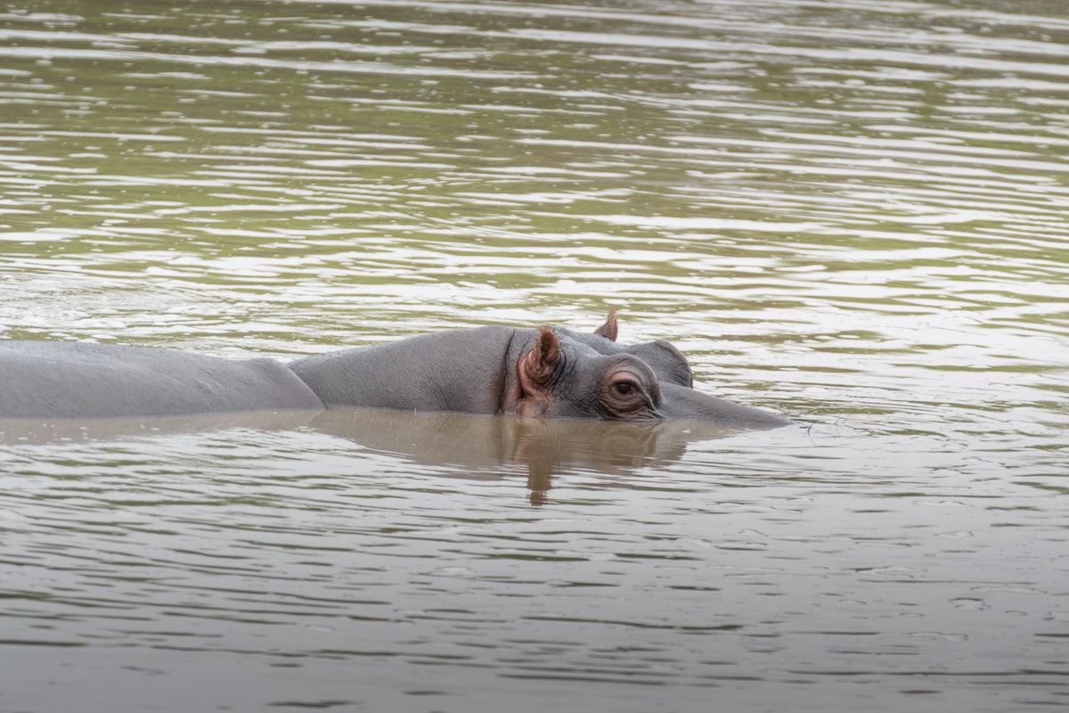 Hippopotame dans la rivière