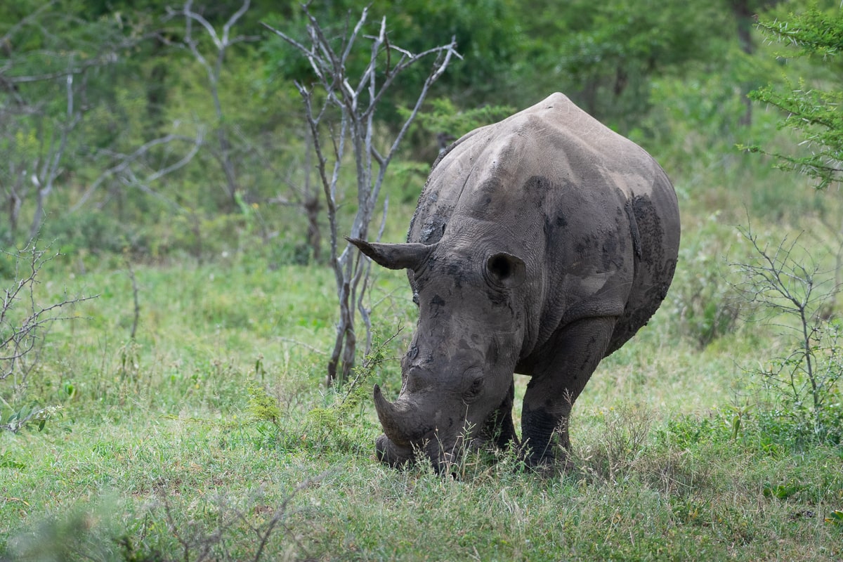 Rhinocéros dans le parc de Hluhluwe-Umfolozi, de face
