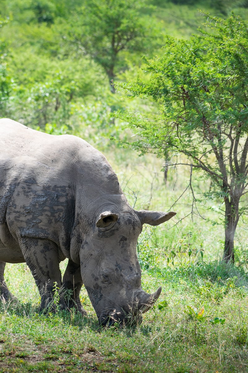 Rhinocéros dans le parc de Hluhluwe-Umfolozi, de profil