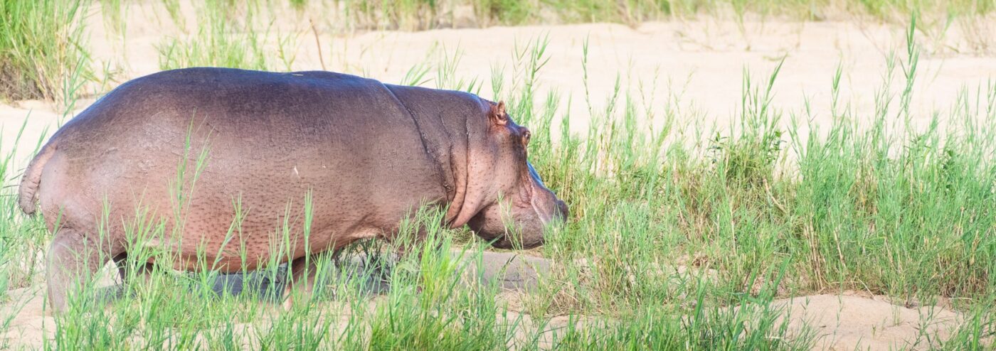 Hippopotame à Sainte-Lucie, en Afrique du Sud
