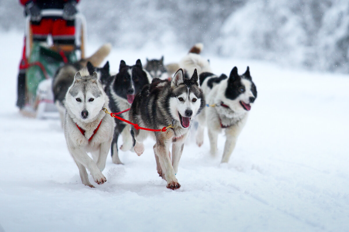 Traineau à chiens dans la forêt à Kiruna