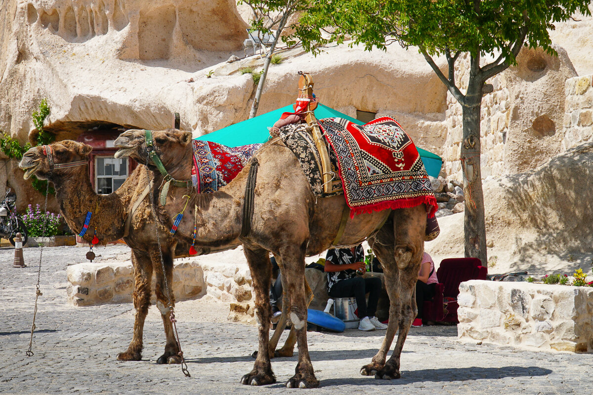 Chameaux en Cappadoce