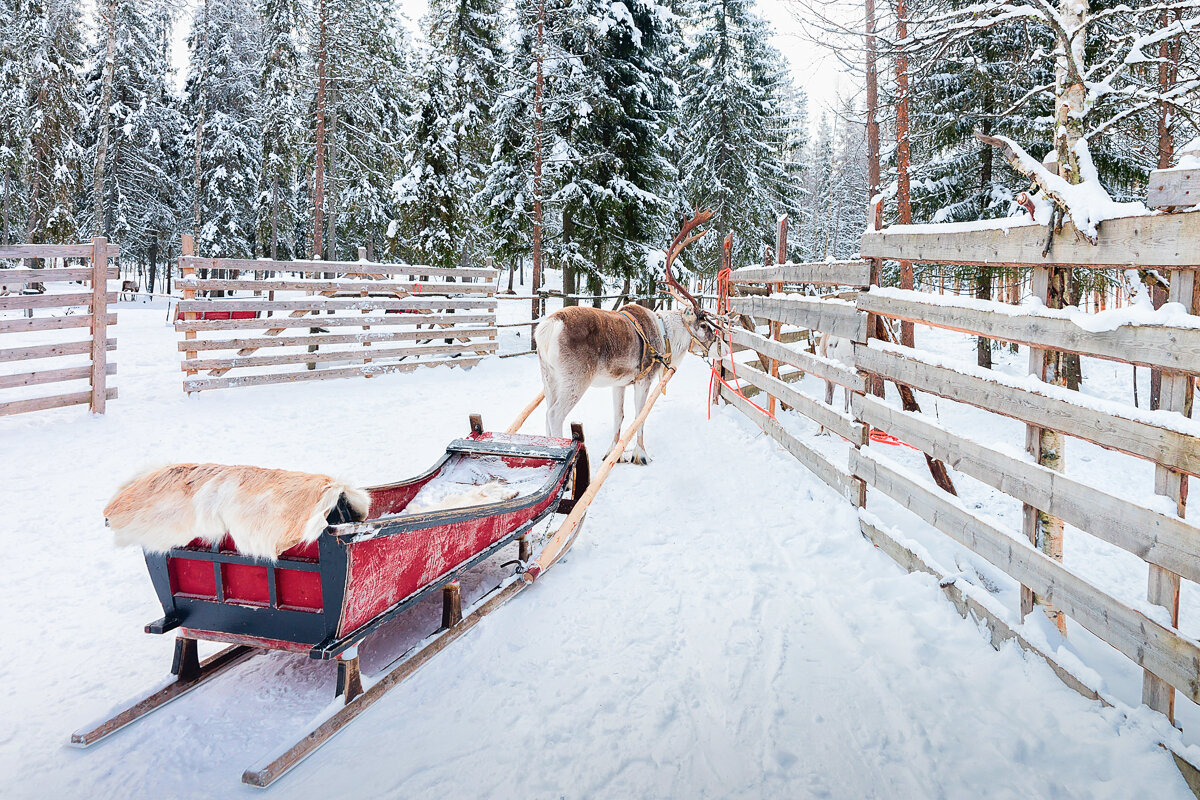 Traîneau à renne à Rovaniemi