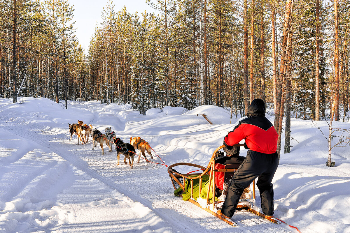 Vue sur un traîneau à chiens à Rovaniemi