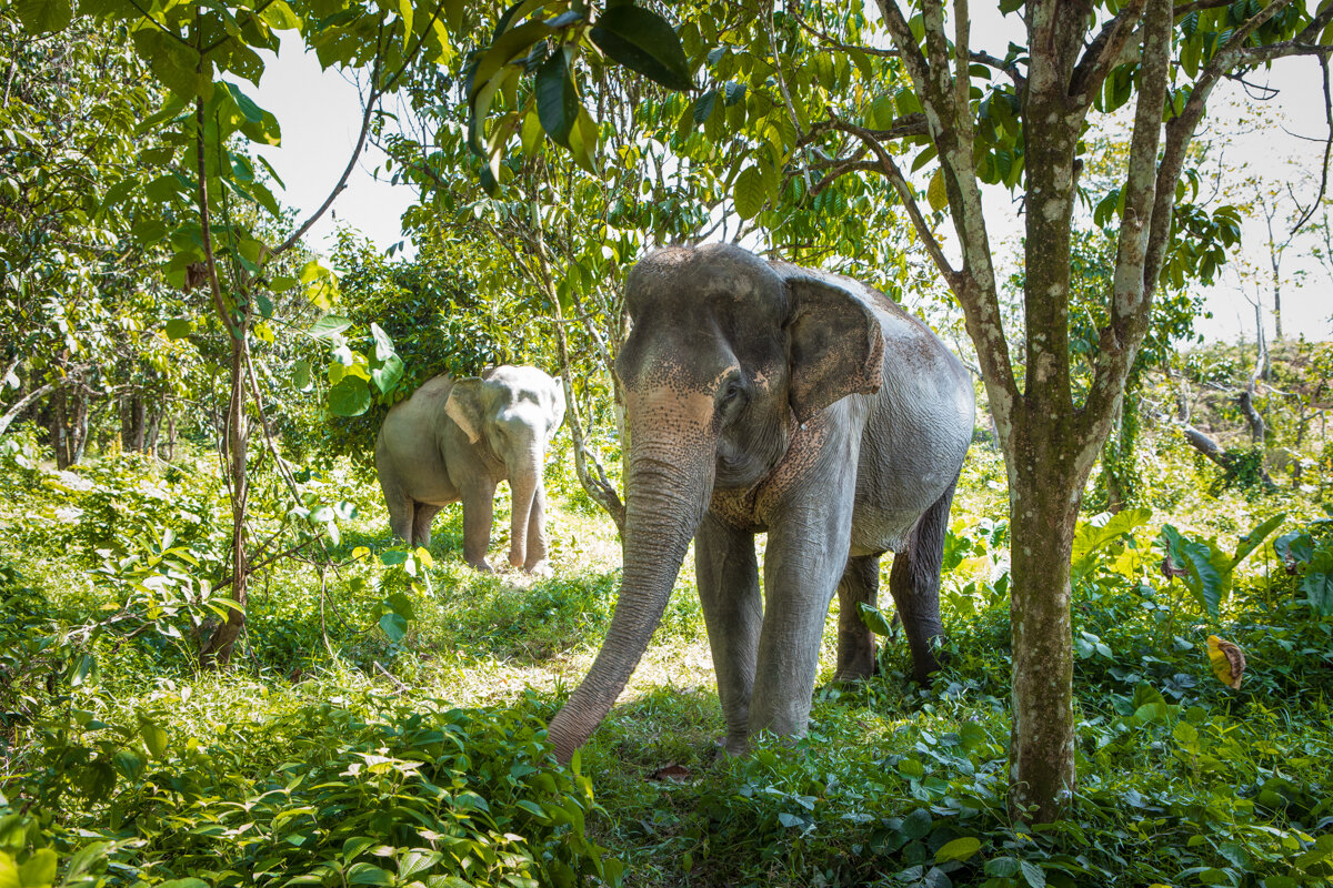 Eléphants sur l'île de Phuket en Thailande