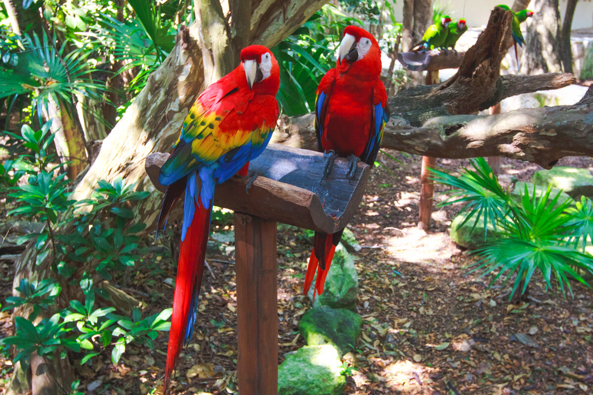 Perroquets au Xcaret Park