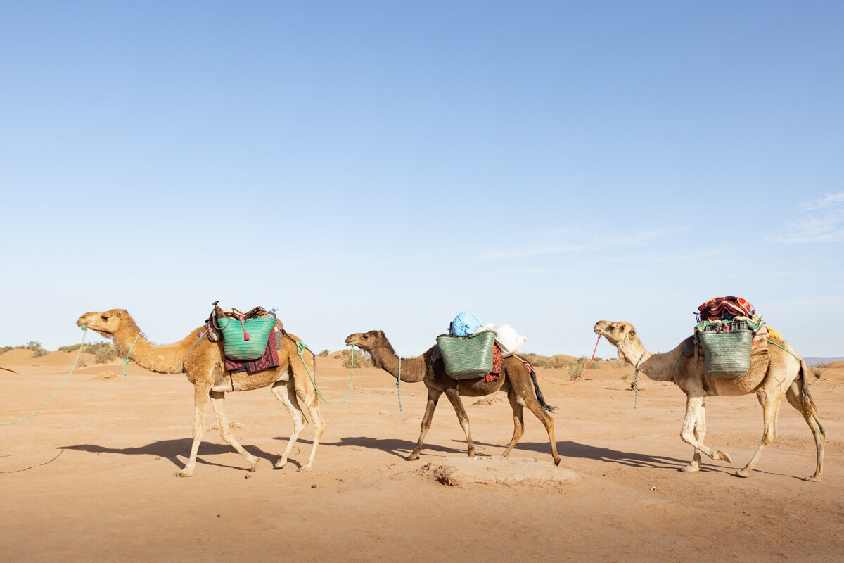 Dromadaires dans le désert lors d'un trek au Maroc