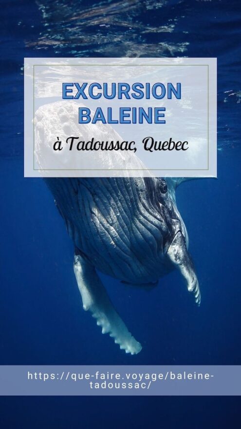 Excursion baleine à Tadoussac