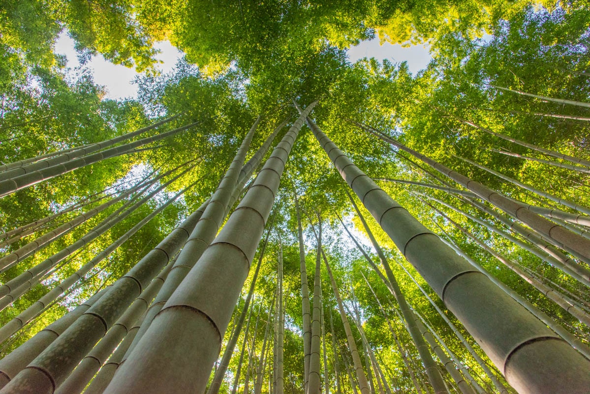 Bambous à arashiyama