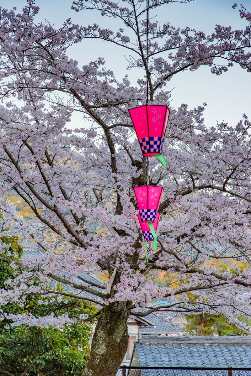 Sakuras à miyajima