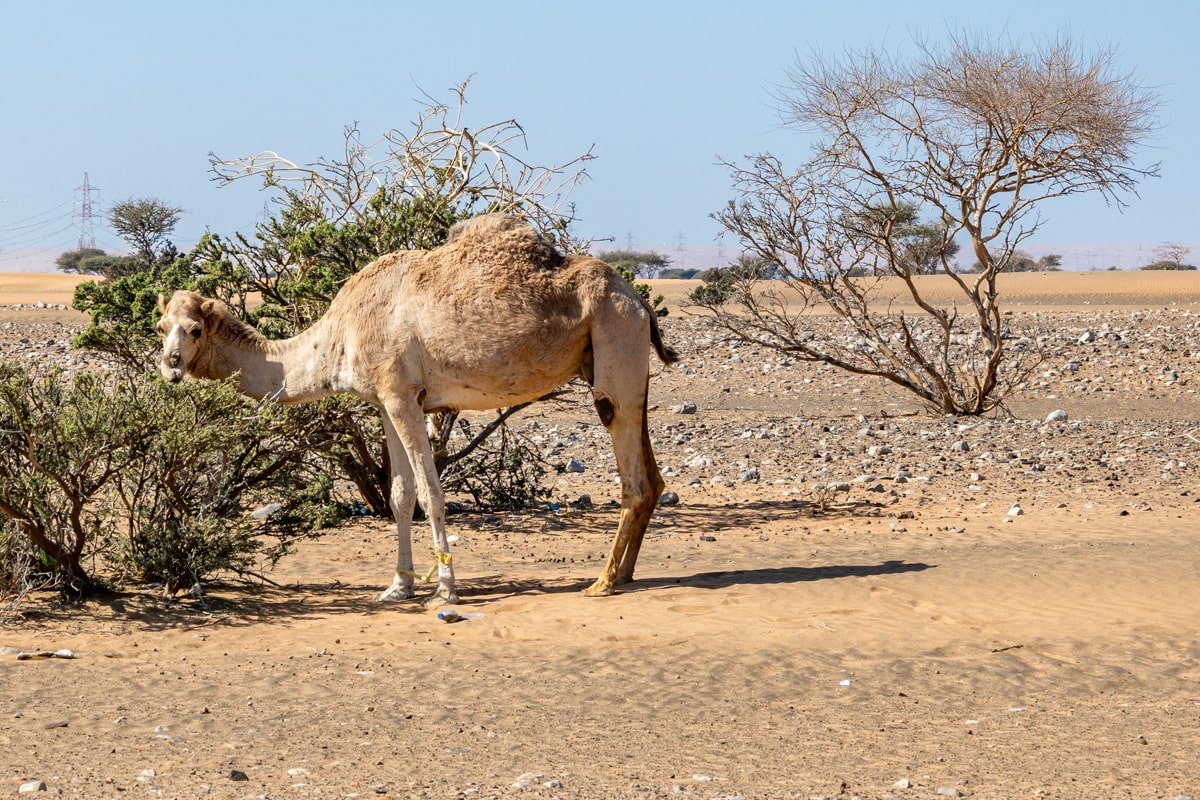 Chameau dans le désert de Bidiyah