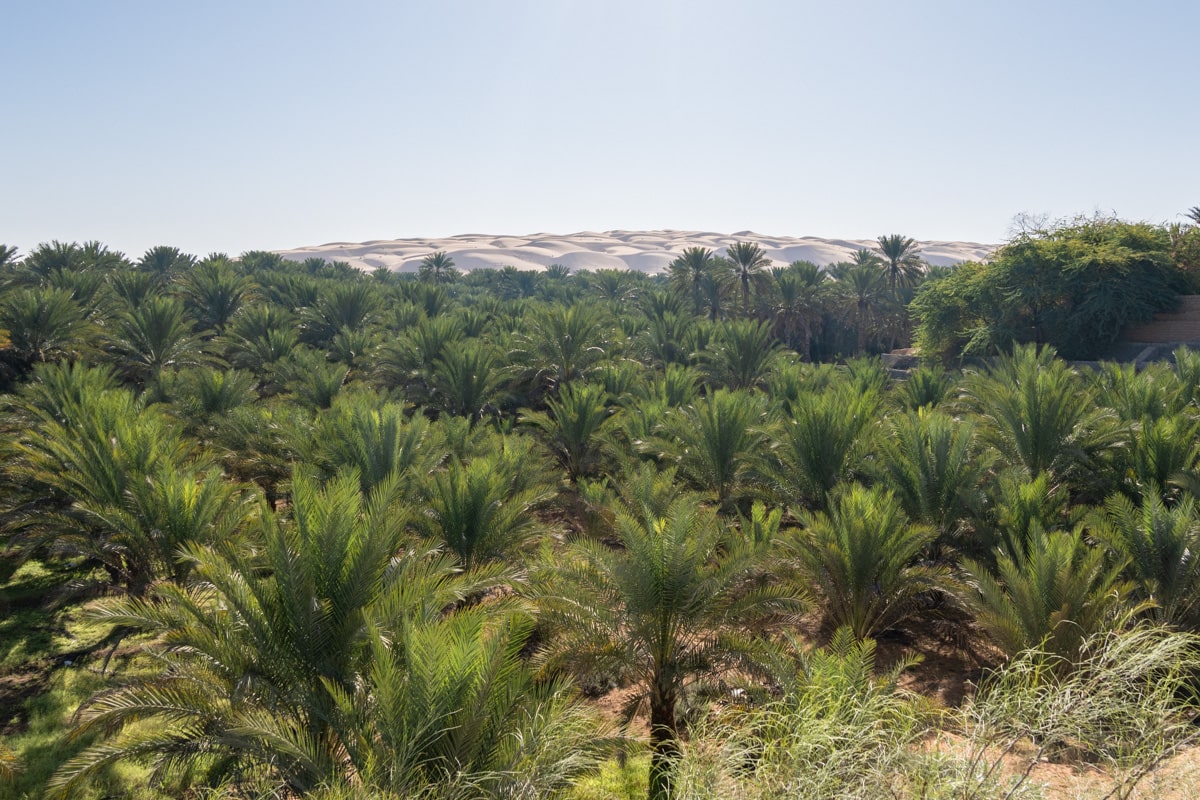 Vue sur les dunes et l'oasis, Bidiyah