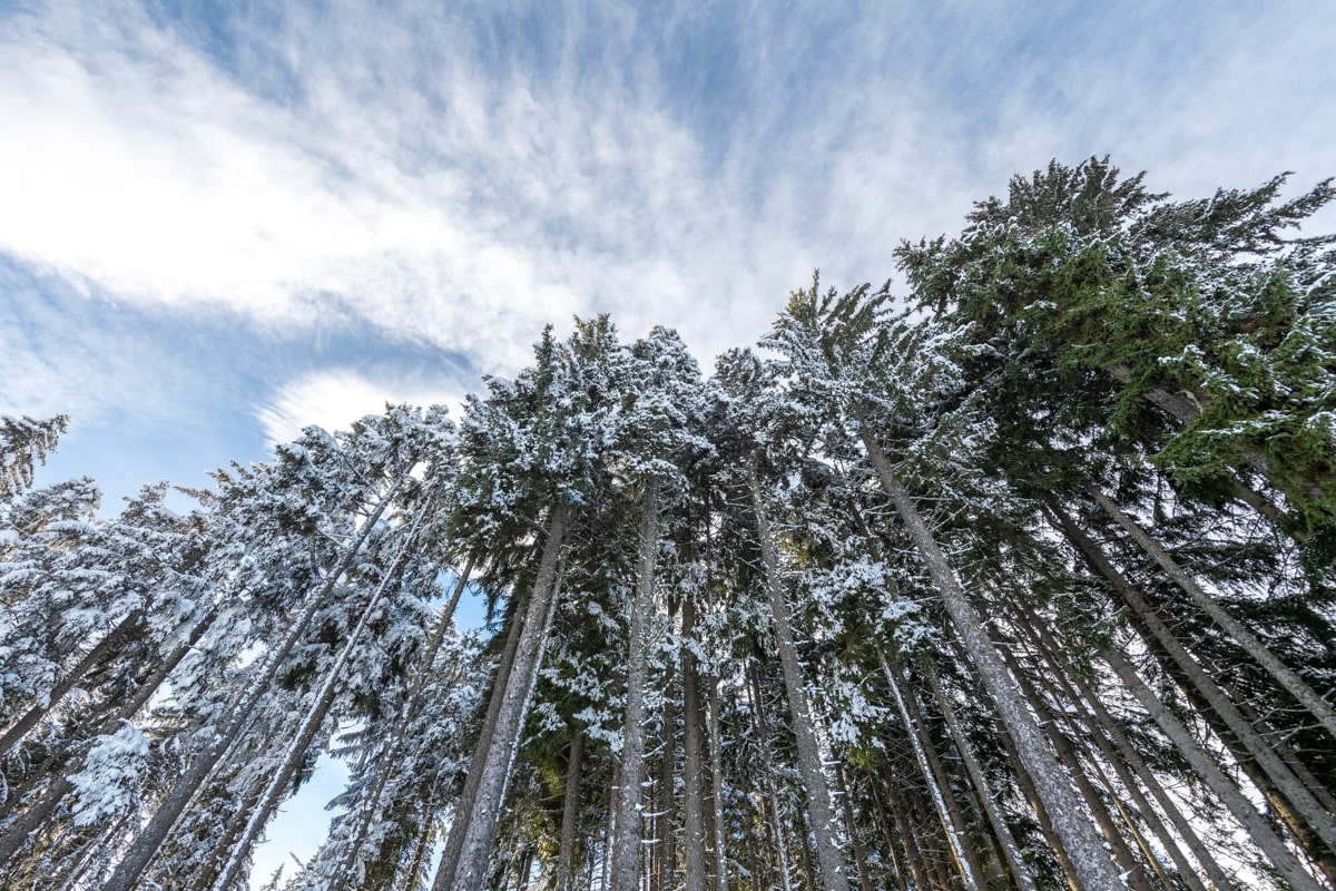 Arbres enneigés, Megève