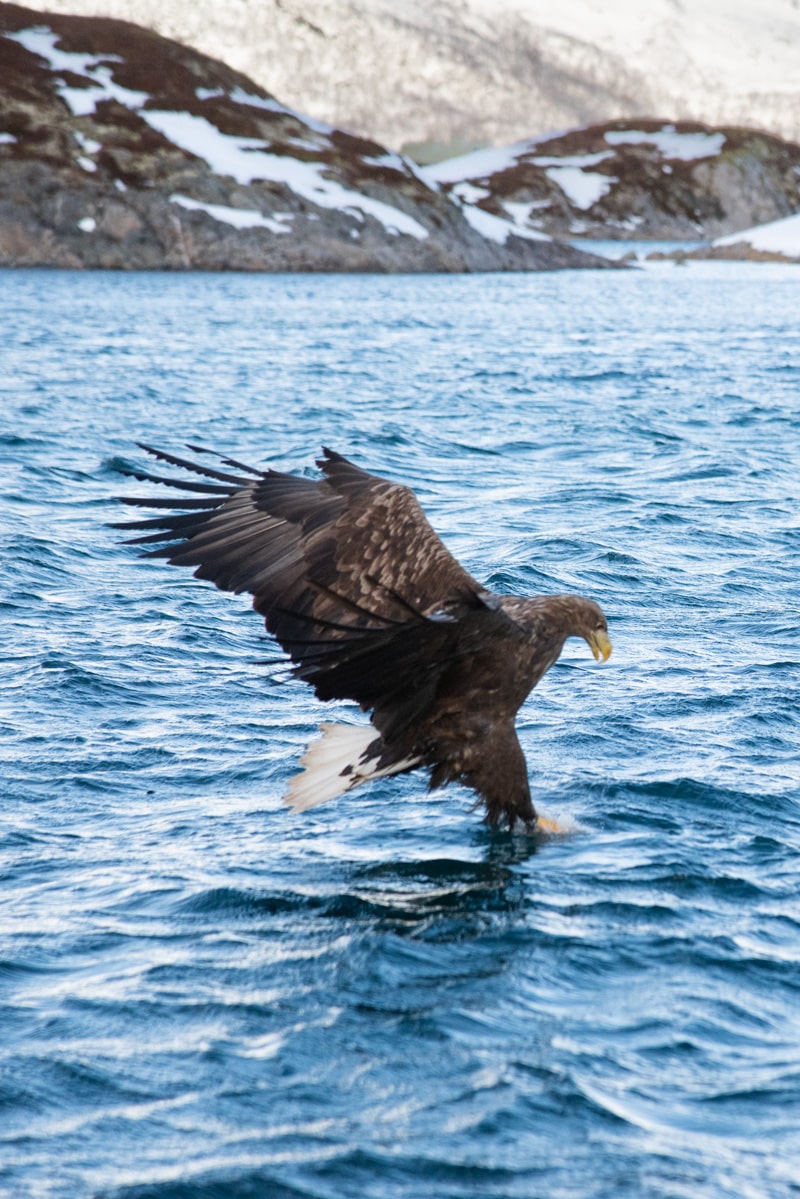 Aigle récupère poisson dans l'eau lofoten en Norvège