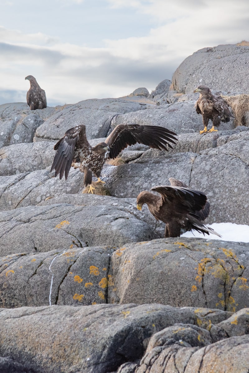 Aigle ouvre ses ailes sur rocher lofoten Norvège