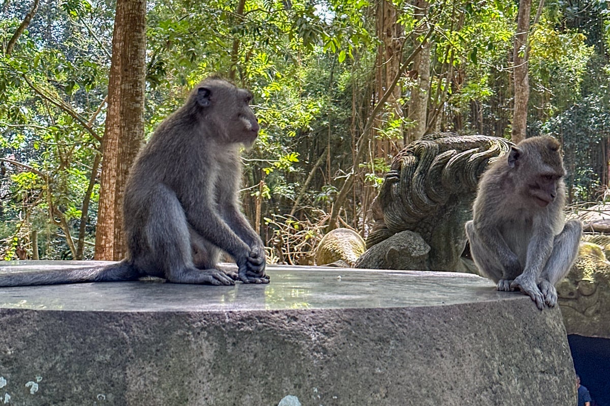 Forêt des singes à Ubud, Bali