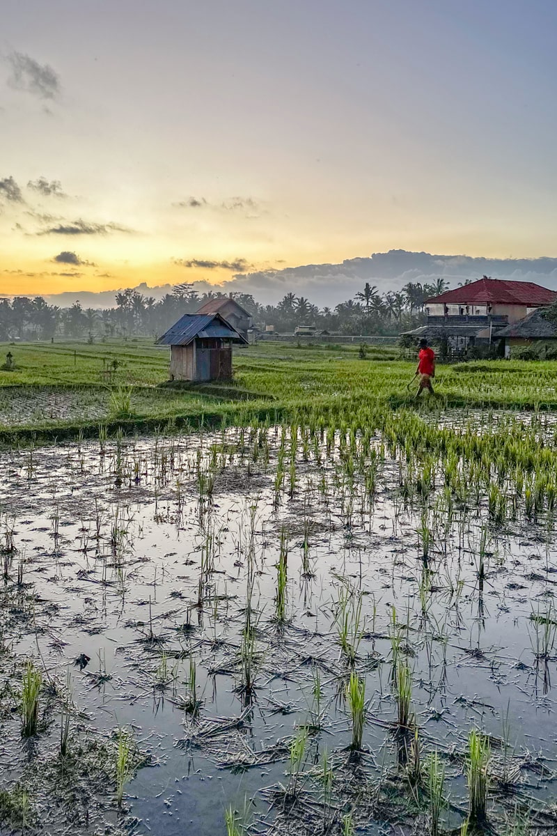 Vue sur les rizières depuis le Kappa Senses, Bali