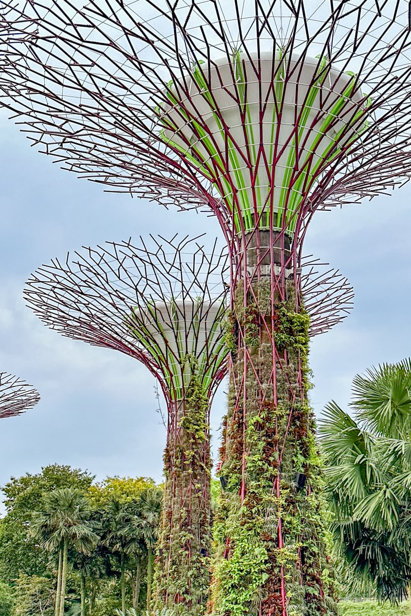 Supertrees, Gardens By The Bay