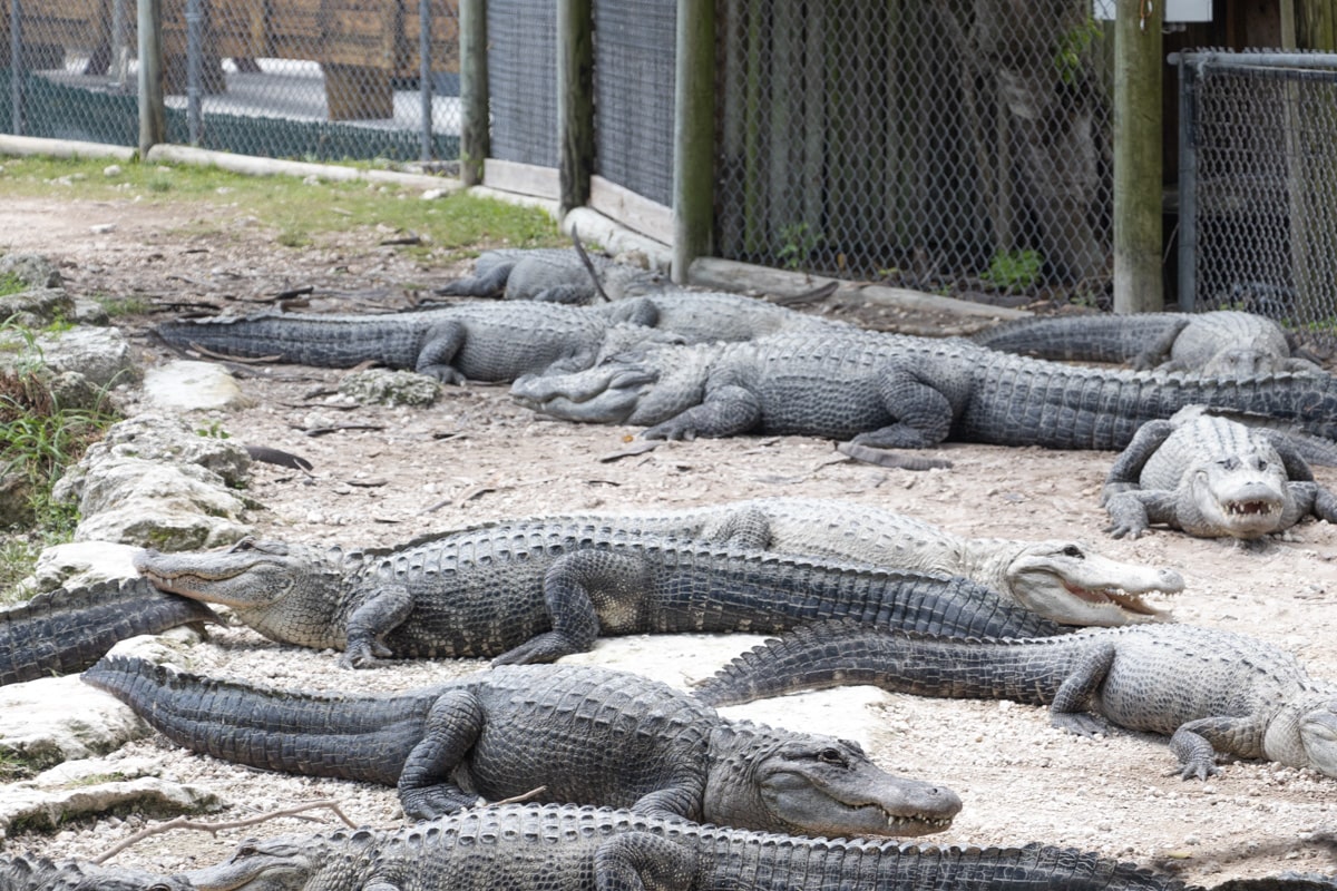 Alligator everglades à Miami