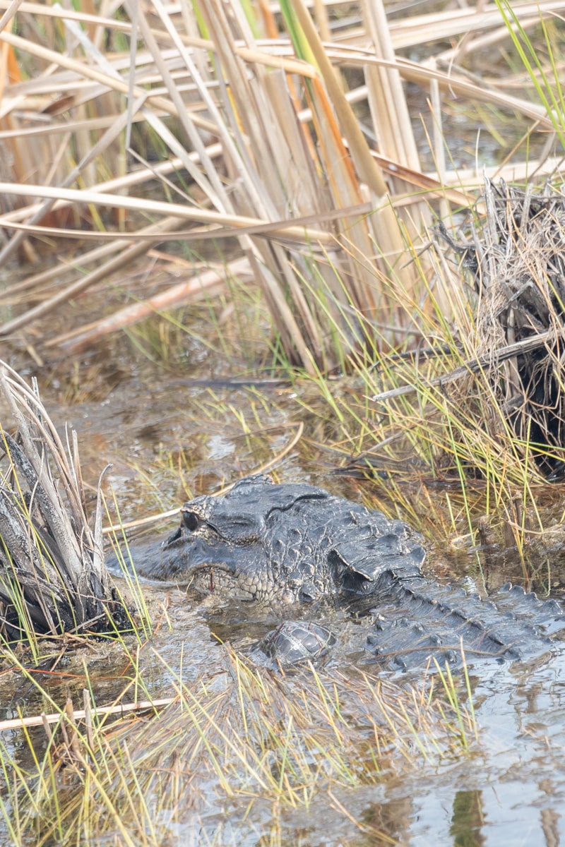 Alligator corps qui dépasse de l'eau aux everglades