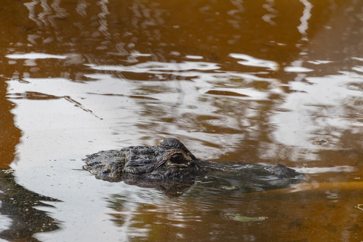 Tête d'alligator qui dépasse de l'eau marron everglades