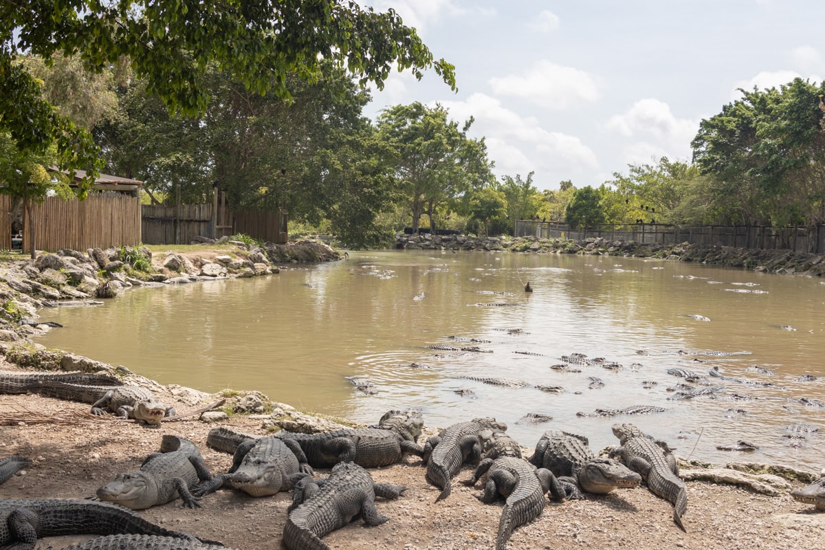 Alligators autour de l'eau dans la fermes aux everglades