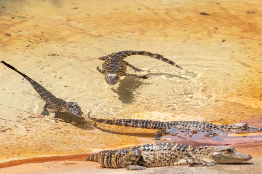 Bébés alligators dans la ferme des everglades