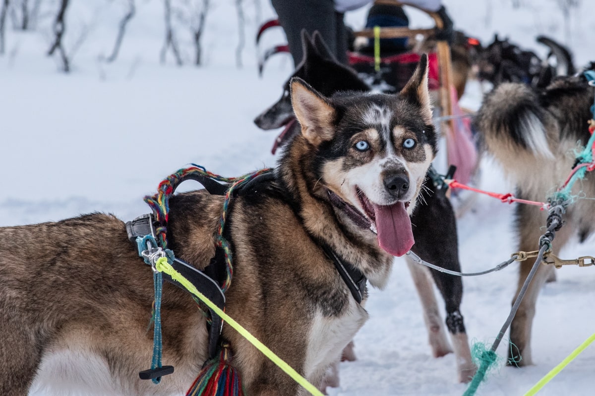 Yeux du chien de traîneau, Norvège