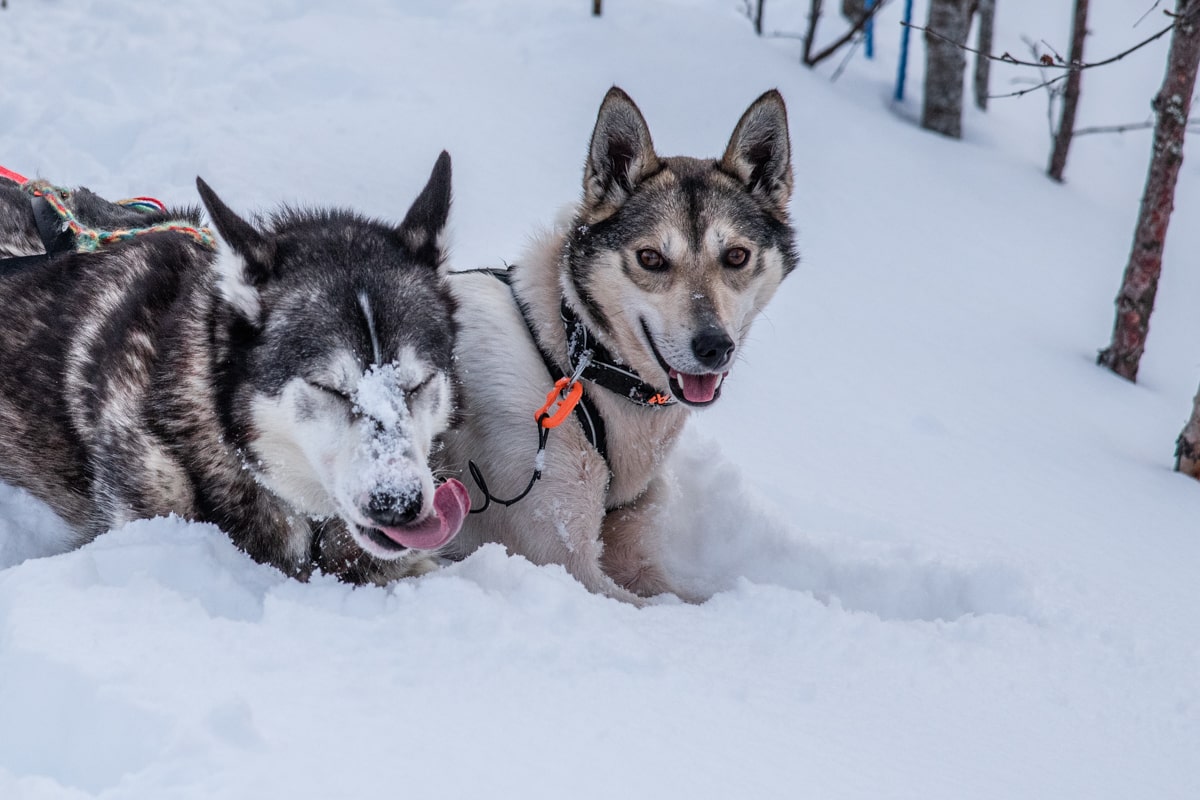 Chiens dans la neige en Norvège