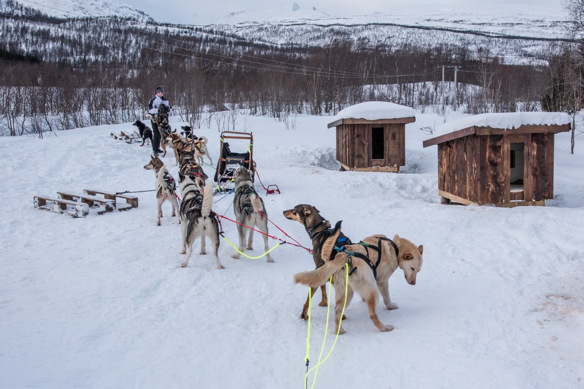 Groupe de husky en Norvège