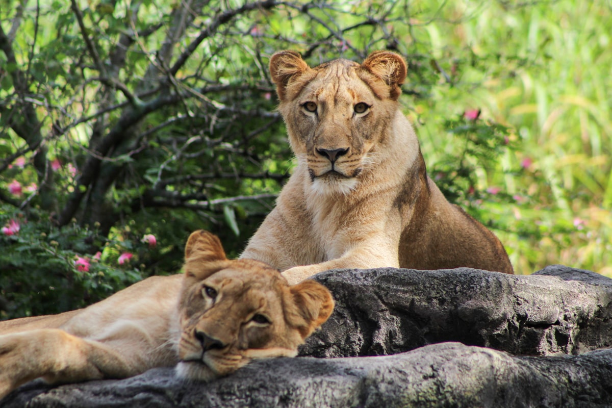 lion au busch garden à tampa