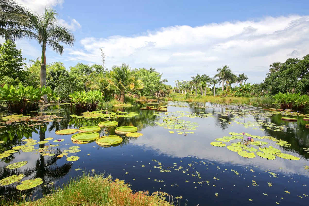 Parc naturel avec des nénuphars à Naples