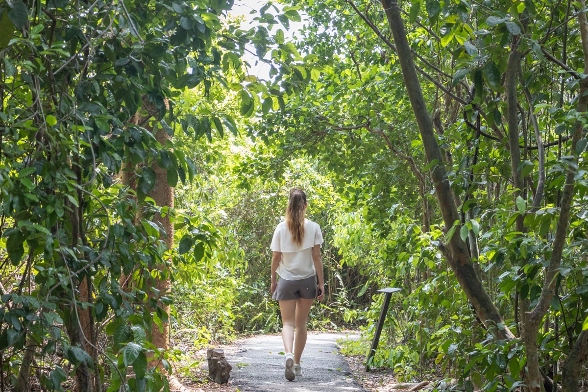 Personne marche à travers végétation des everglades