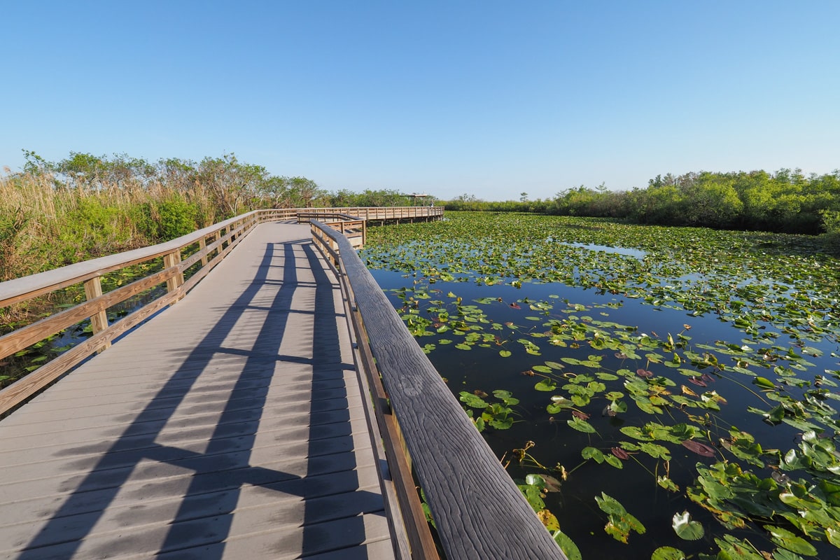 Pont dans les everglades