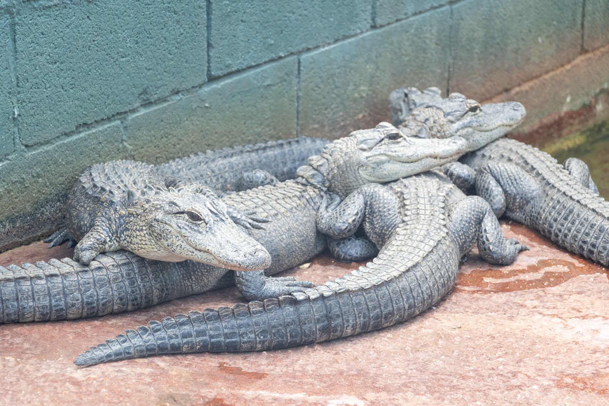 Quatre alligator l'un sur l'autre everglades