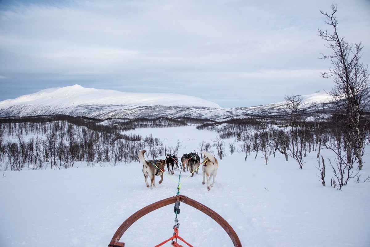 Traineau tiré par les husky en Norvège