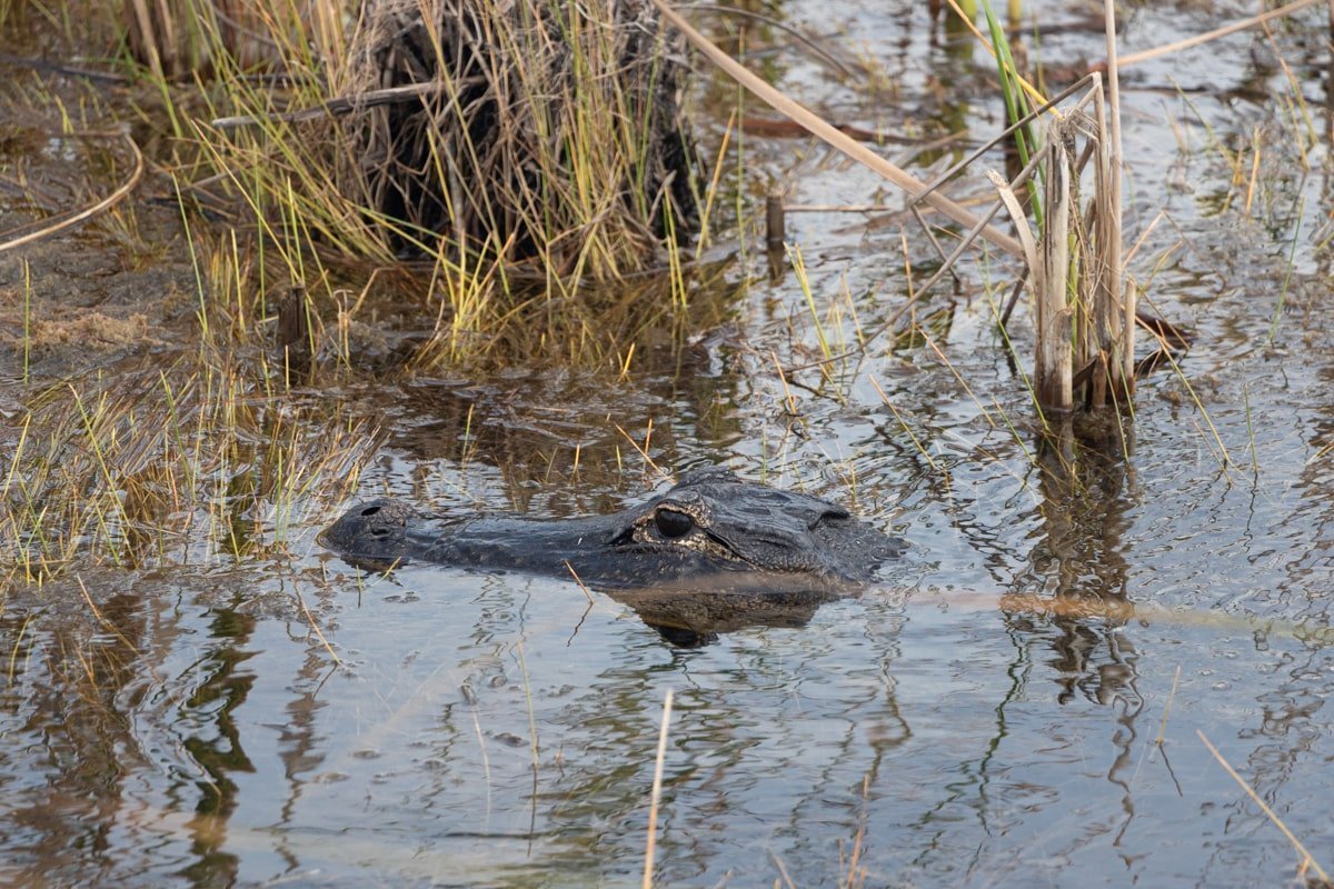Un alligator caché dans l'eau