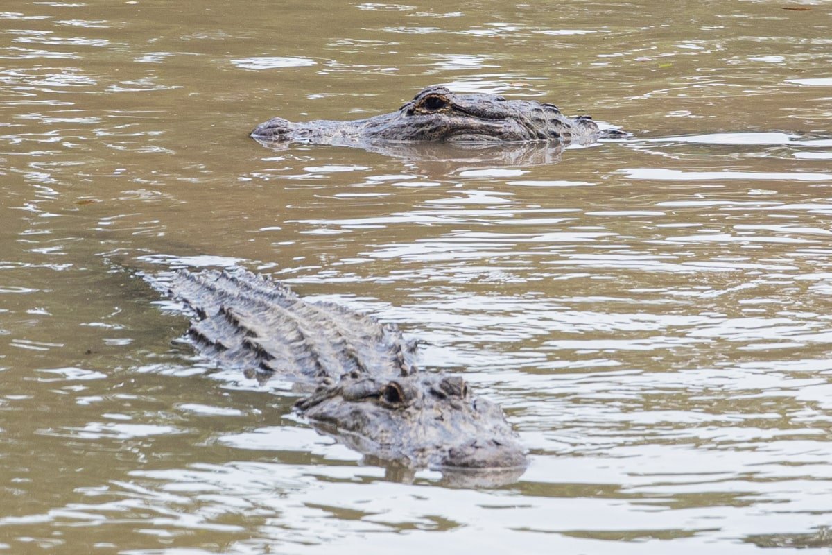 Deux alligators qui nagent dans l'eau