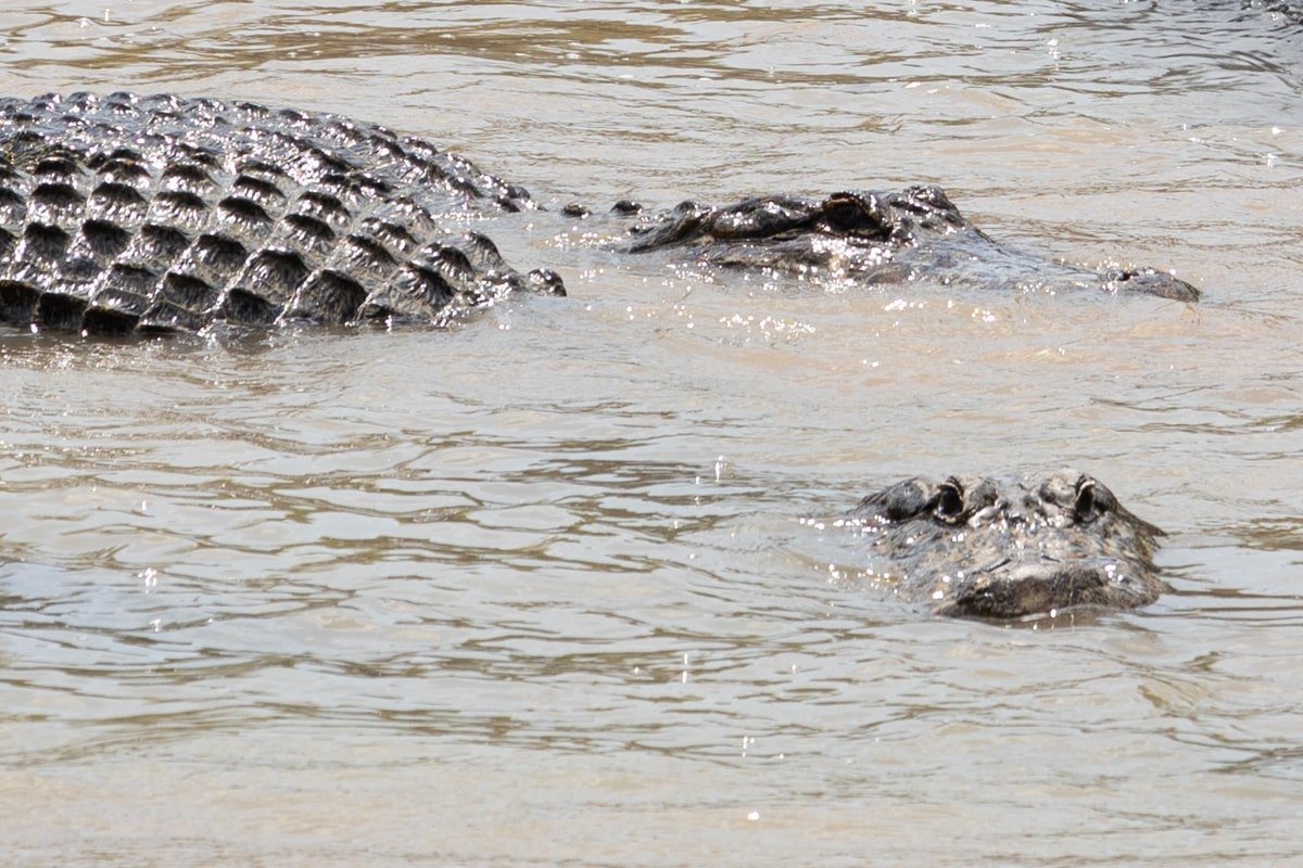 Duo d'alligators dans l'eau
