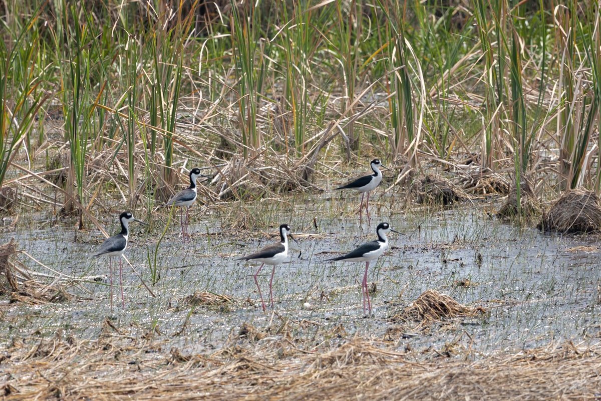 Un groupe d'oiseaux