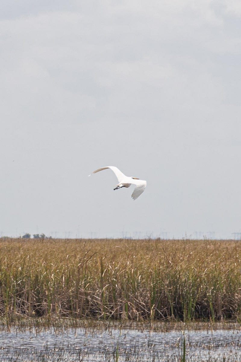 Un oiseau blanc qui vole au-dessus de l'eau et de la végétation