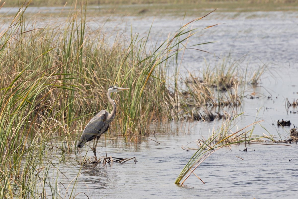Un grand oiseau, les pieds dans l'eau