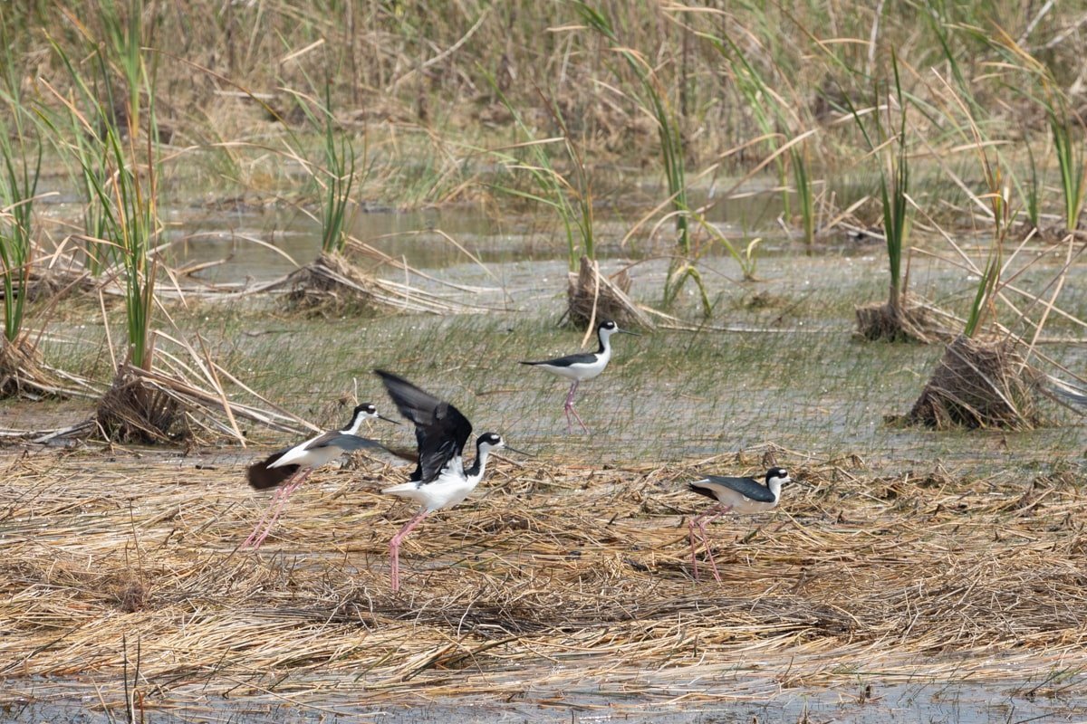 Un groupe d'oiseaux noir et blanc qui s'envole
